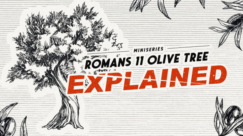 Romans 11 Olive Tree EXPLAINED